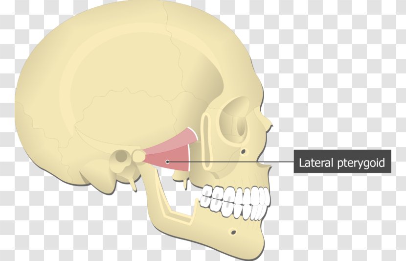 Medial Pterygoid Muscle Lateral Processes Of The Sphenoid Rectus - Innervation - Neck Transparent PNG