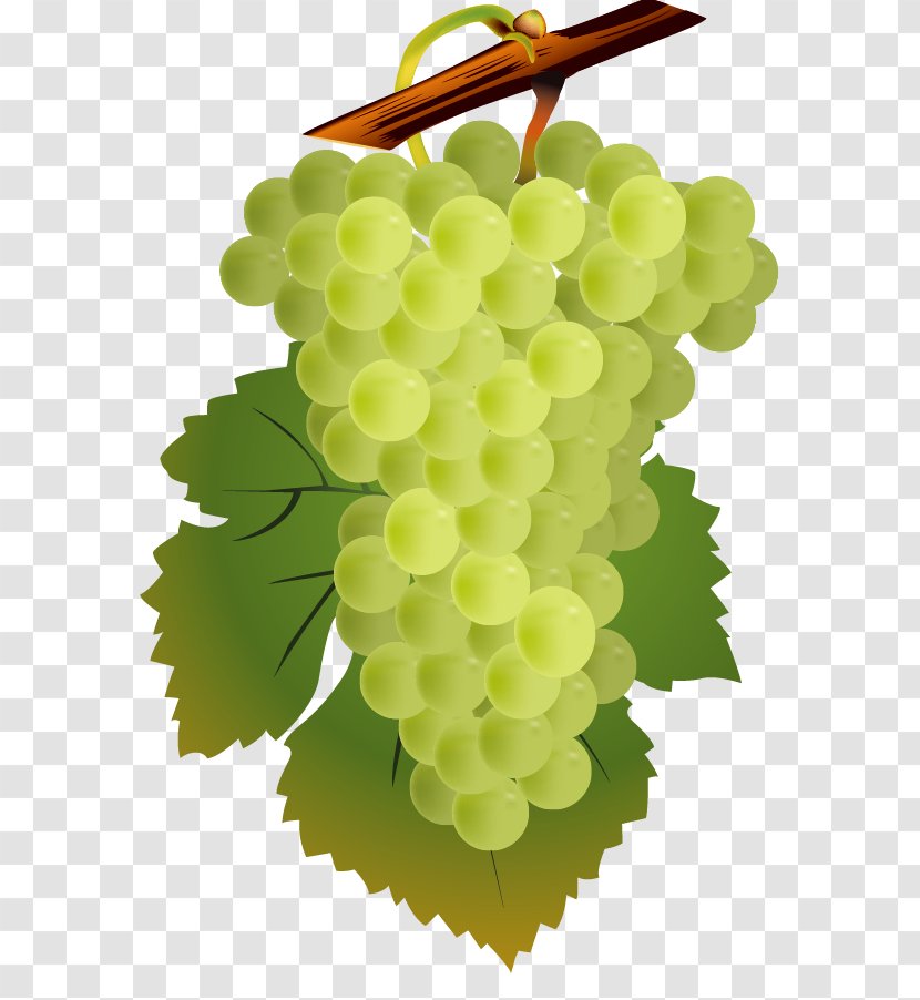 Red Wine White Common Grape Vine Cahors AOC - Fruit - Vector Grapes Transparent PNG