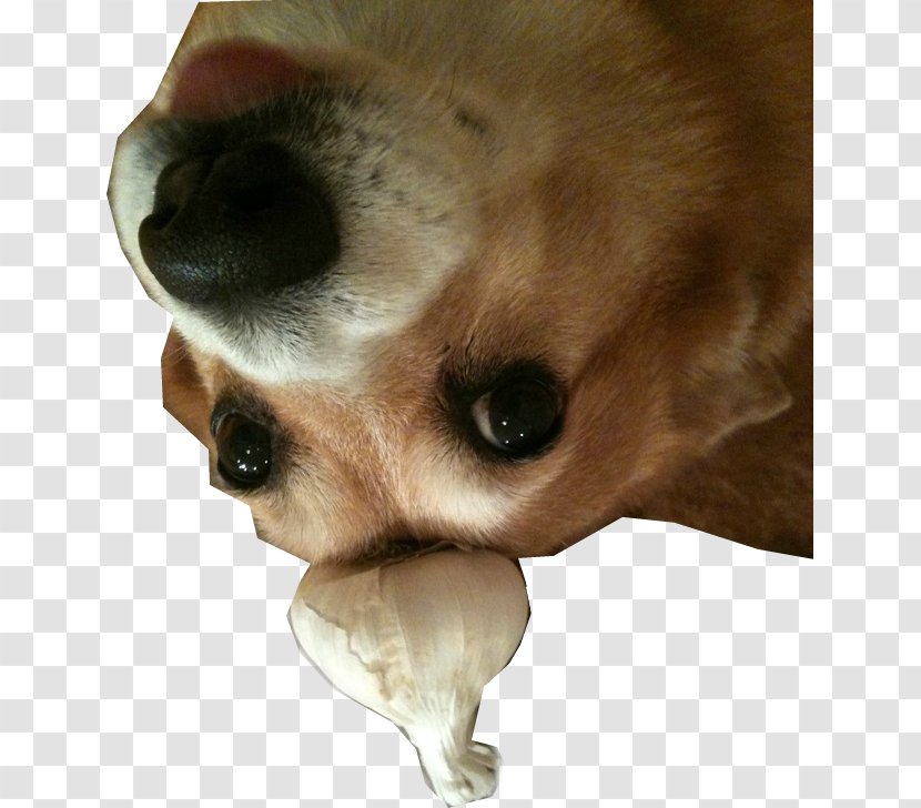 Dog Breed Puppy Plague Inc: Evolved Companion - Ear Transparent PNG