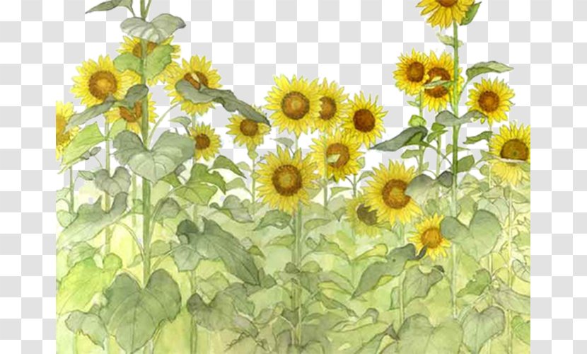 Common Sunflower - Plant Transparent PNG