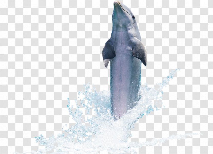 Common Bottlenose Dolphin Clip Art - Fauna Transparent PNG