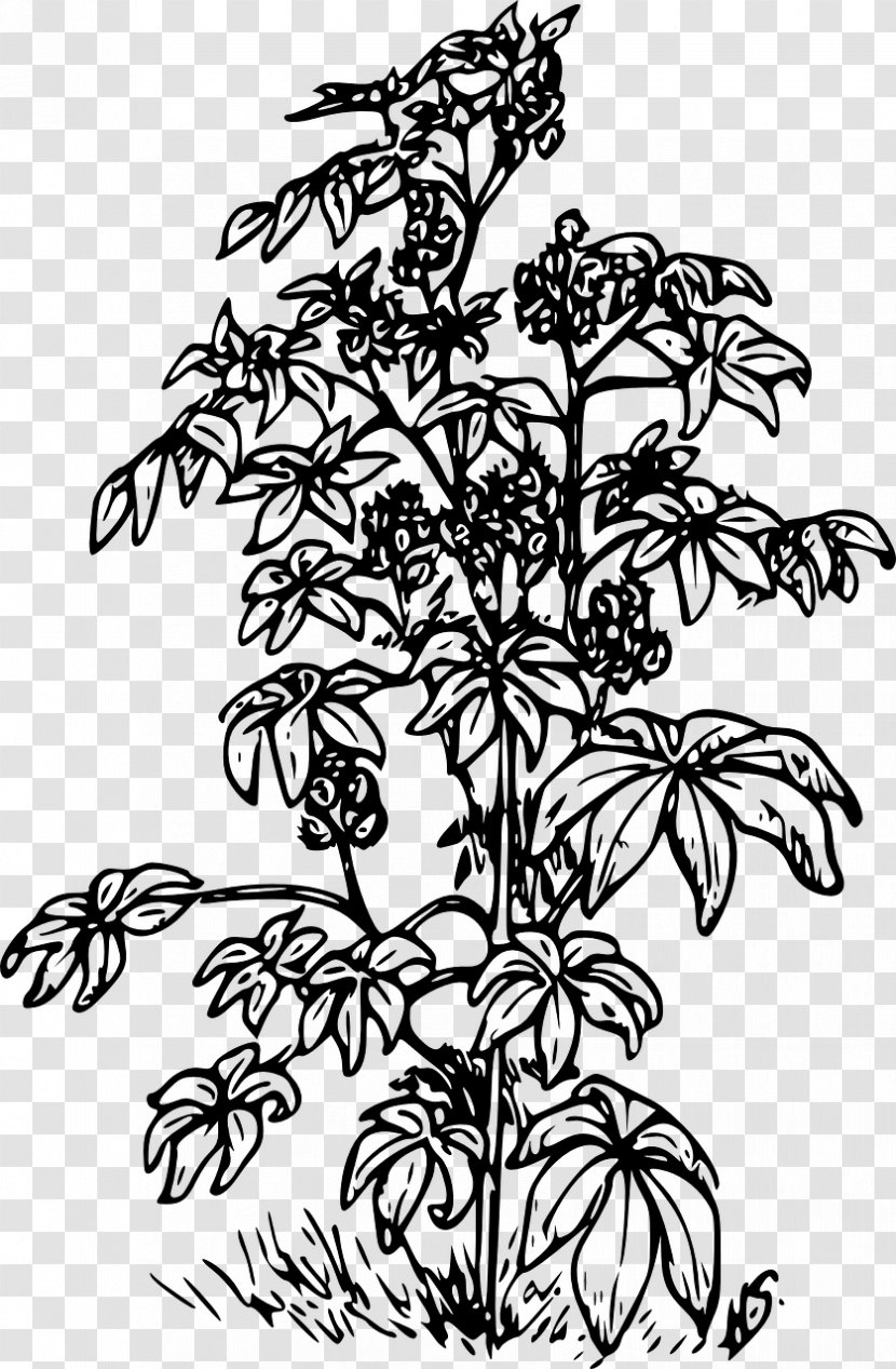 Ricinus Castor Oil Clip Art - Flowering Plant - Black Beans Transparent PNG
