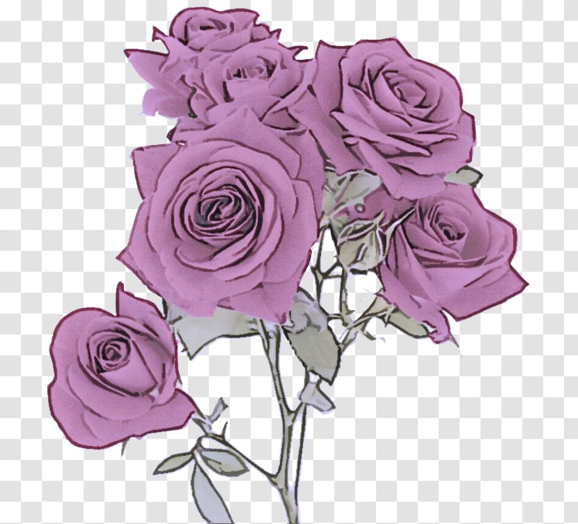 Garden Roses - Rose Family Pink Transparent PNG