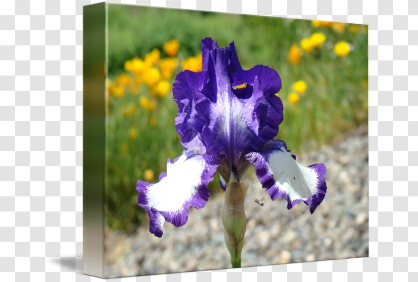 Northern Blue Flag Iris Flower Data Set Bulb Violet - Family Transparent PNG