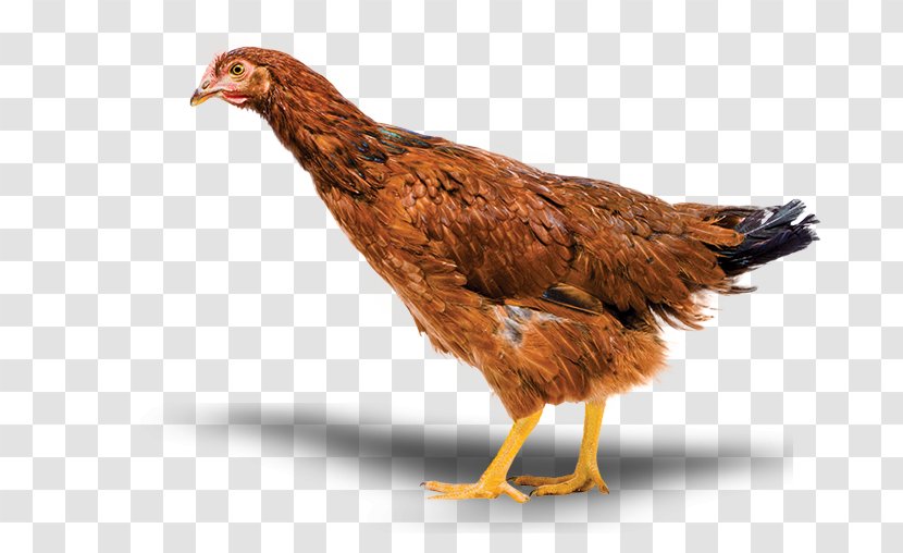 Chicken Cartoon - Comb Livestock Transparent PNG