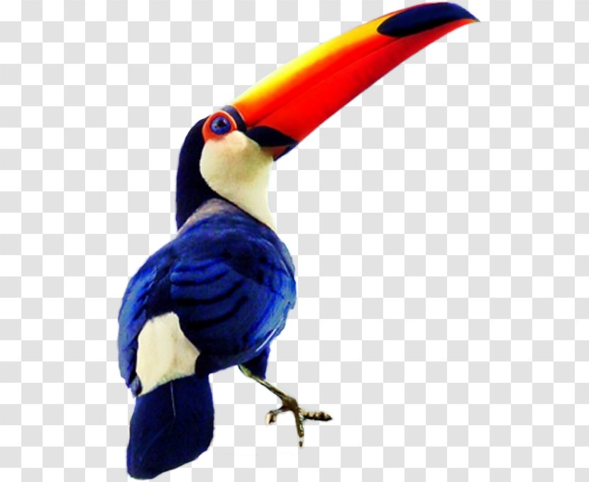 Bird Toco Toucan Drawing Blue Hornbill Transparent PNG