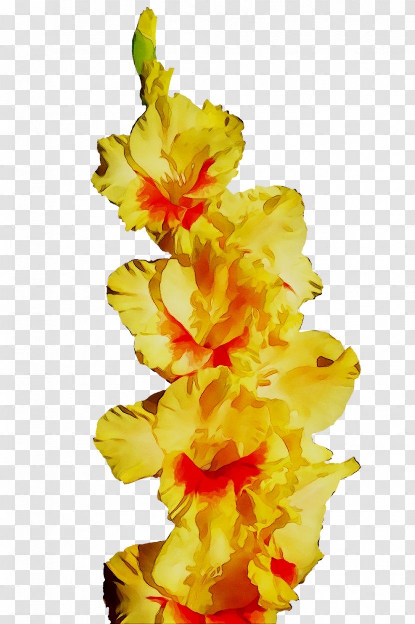 Gladiolus Yellow Cut Flowers Transparent PNG