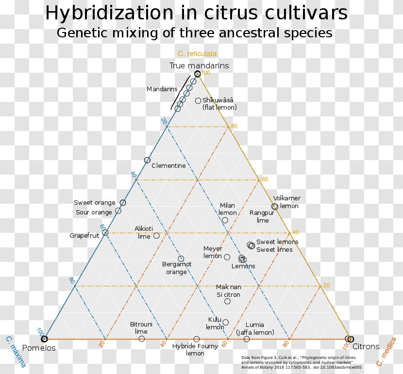 University Of California, Riverside Citrus Variety Collection Wikimedia Commons Taxonomy Foundation Hybrid - Rutaceae - Wikipedia Transparent PNG