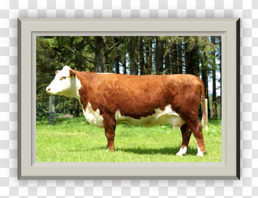 Dairy Cattle Calf Pasture Grazing - Livestock - Herd Of Cows Transparent PNG