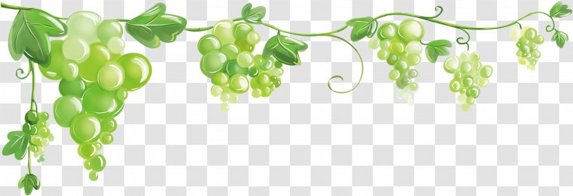 Common Grape Vine Clip Art Drawing Image - Cartoon Transparent PNG