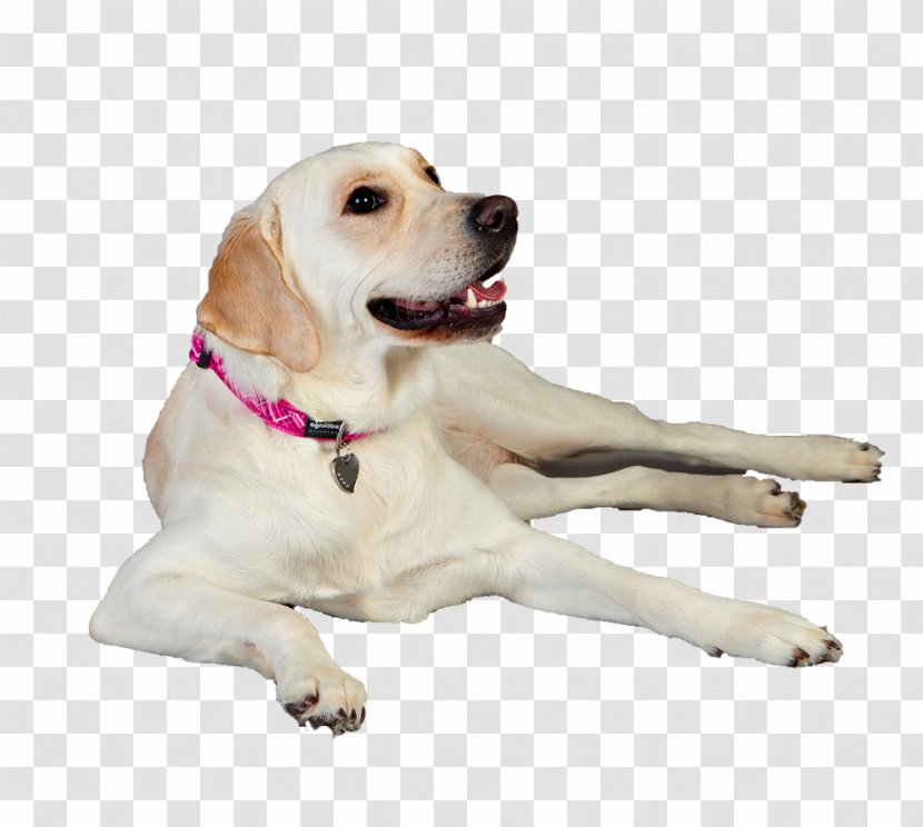 Labrador Retriever Puppy Dog Breed Companion Transparent PNG