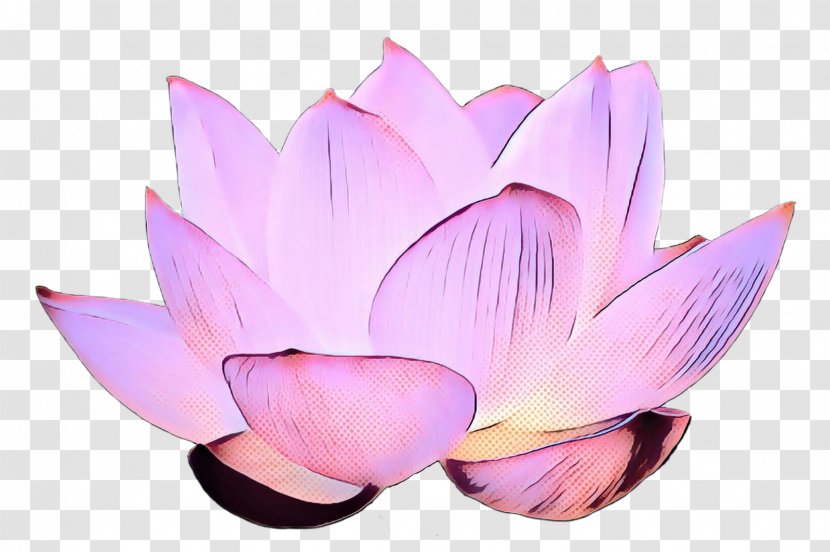 Clip Art Nymphaea Nelumbo Image Royalty-free - Royalty Payment - Proteales Transparent PNG