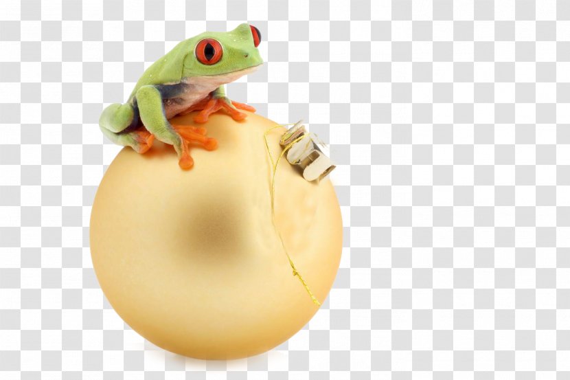 Tree Frog Advertising - Ball - Products Transparent PNG