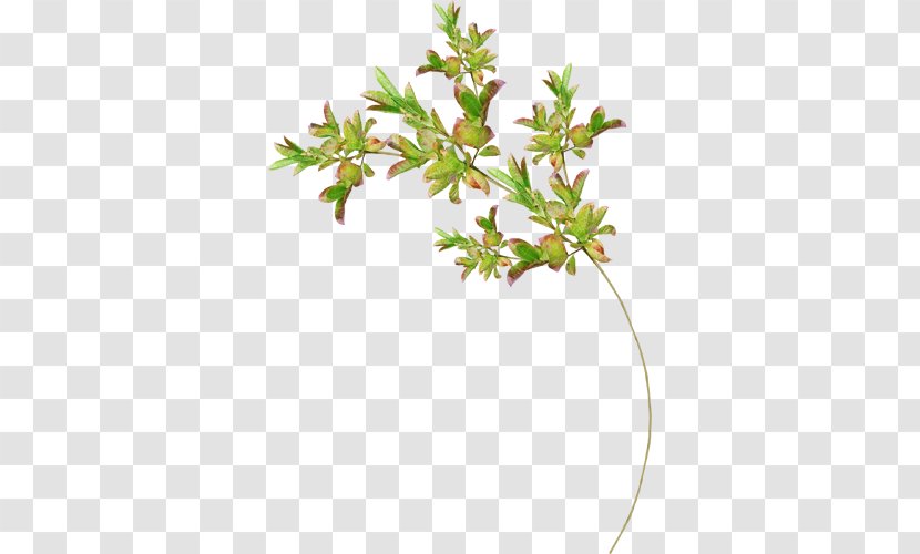 Twig Leaf Plant Stem Tree Cheeses - Aquifoliaceae Transparent PNG