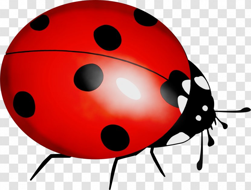 Ladybug - Insect - Beetle Transparent PNG