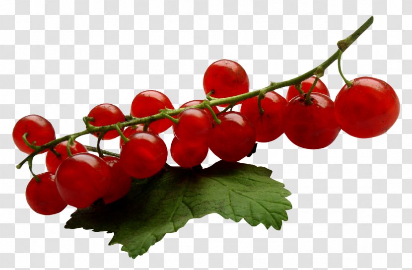 Redcurrant Frutti Di Bosco Blackcurrant Zante Currant - Branch Transparent PNG