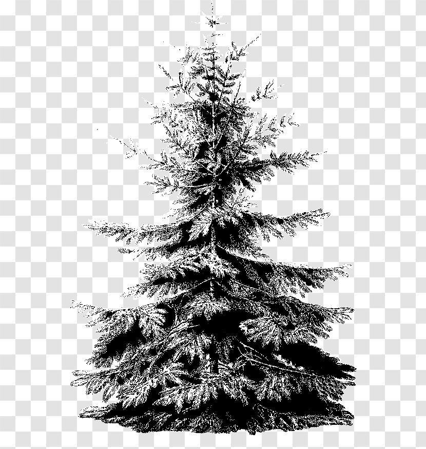 Spruce Christmas Ornament Tree - Pine Family - Synthesis Transparent PNG