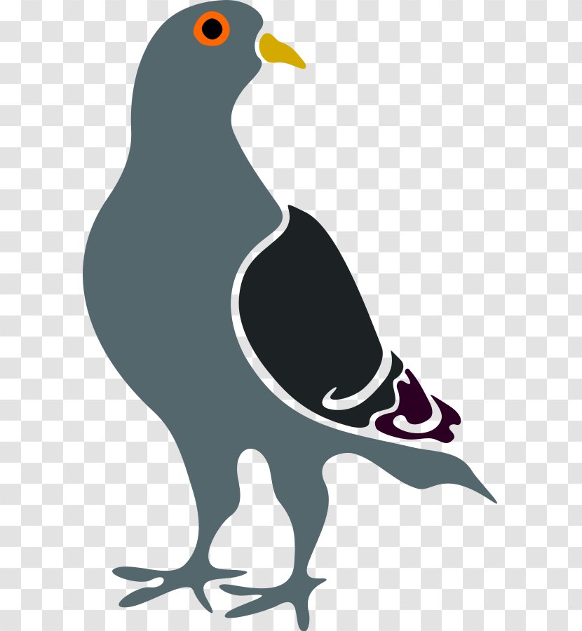 Domestic Pigeon Columbidae Google Search Engine Optimization PageRank - Cliparts Transparent PNG