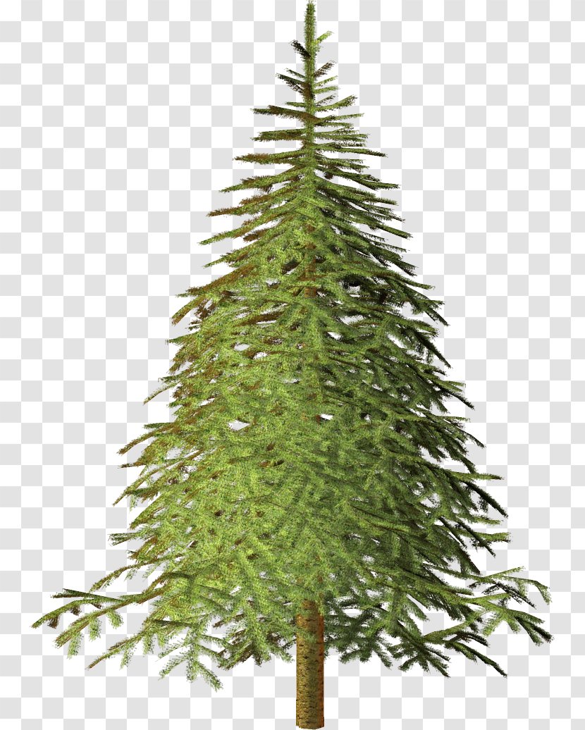 Spruce Christmas Tree Fir Pine - Evergreen Transparent PNG