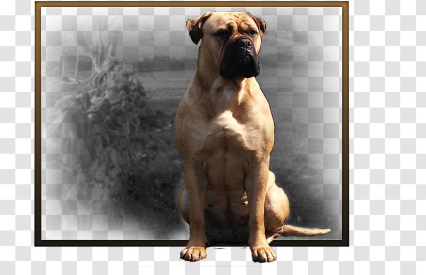 Valley Bulldog Olde English Bulldogge Bullmastiff Boerboel Boxer Transparent PNG