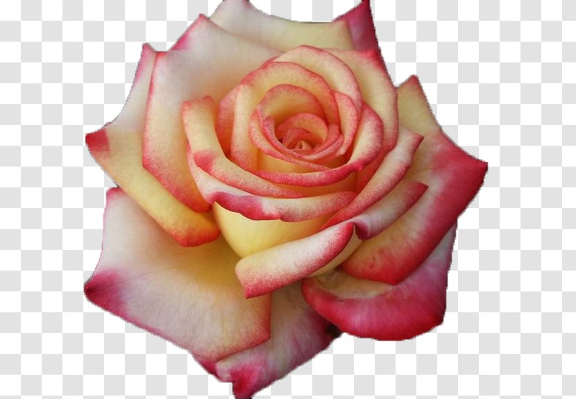 Garden Roses Cabbage Rose Hybrid Tea Pink - Yellow - Flower Transparent PNG