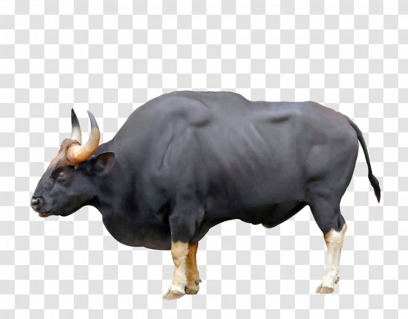 Ankole-Watusi Ox Gaur Chillingham Cattle Water Buffalo - Ankolewatusi Transparent PNG