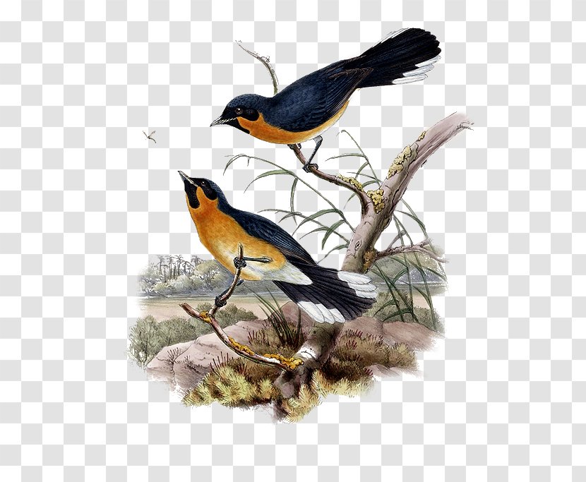 European Robin Bird Finches Painting - Finch Transparent PNG