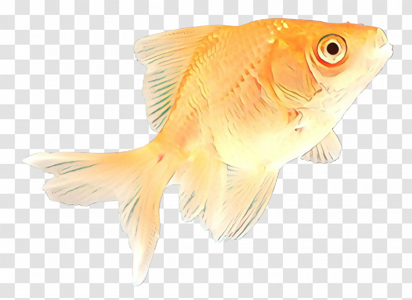 Fish Fish Goldfish Fin Feeder Fish Transparent PNG