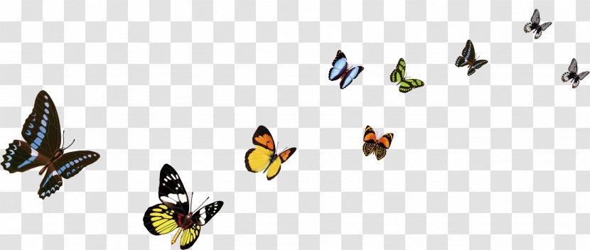 Butterfly Color Decorative Arts - Bird Transparent PNG