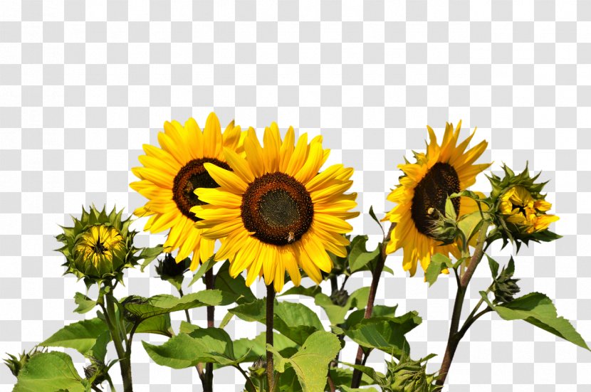 Common Sunflower Clip Art - Plant - Oil Transparent PNG