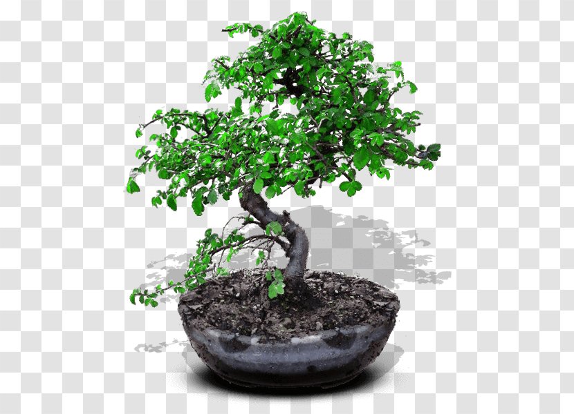 Chinese Sweet Plum Bonsai Ornamental Plant Flowerpot Tree - Fig Trees Transparent PNG
