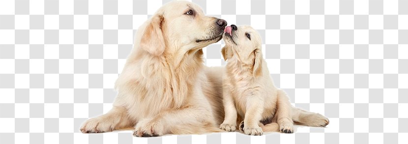 Between Two Dogs Dog Collar Pet - Puppy Transparent PNG