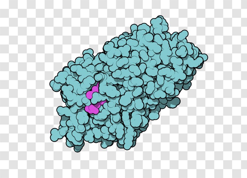 Thyroxine-binding Globulin Thyroid Hormones Chickenpox - Thyroglobulin Transparent PNG