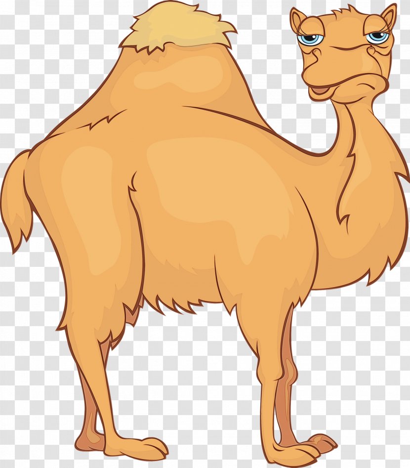 Camel Camelid Arabian Bactrian Cartoon - Livestock Terrestrial Animal Transparent PNG