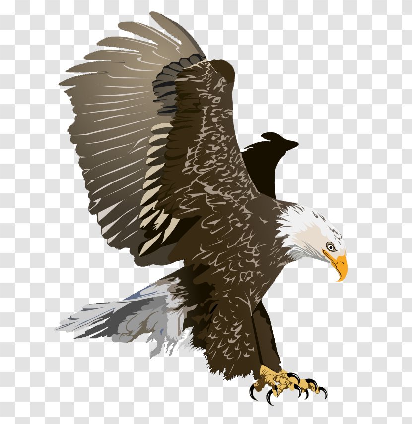 Bald Eagle Free Content Clip Art - Flying Cliparts Transparent PNG