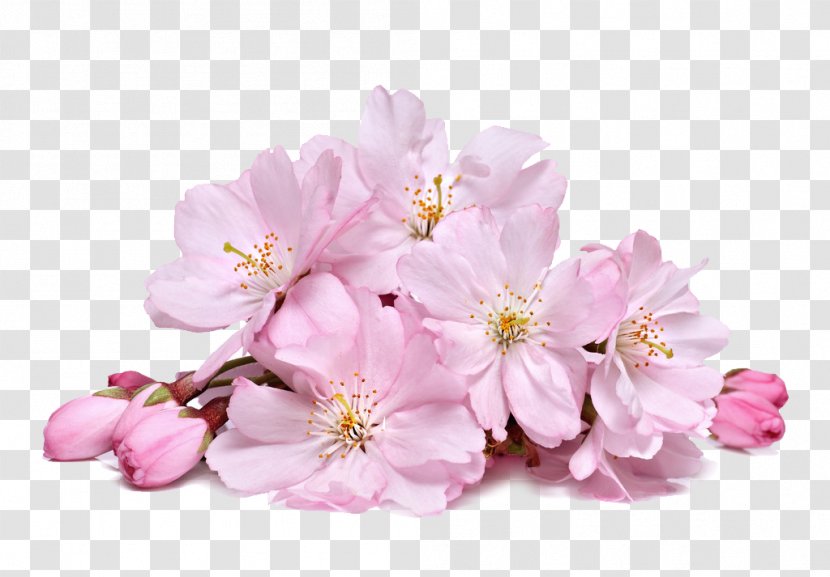 Cherry Blossom Cream Skin Whitening - Floristry - Pink Blossoms Transparent PNG