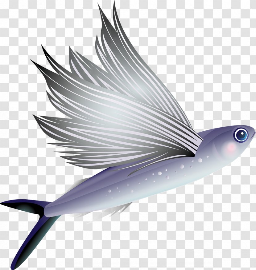 Flying Fish Aquarium Animal Vertebrate - Marine Biology Transparent PNG