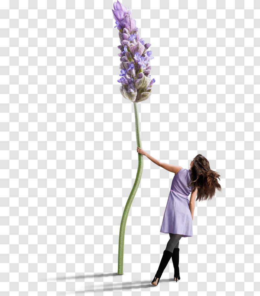 Cosmetics Floral Design Lavender Uzd Cut Flowers - Miss Target Transparent PNG