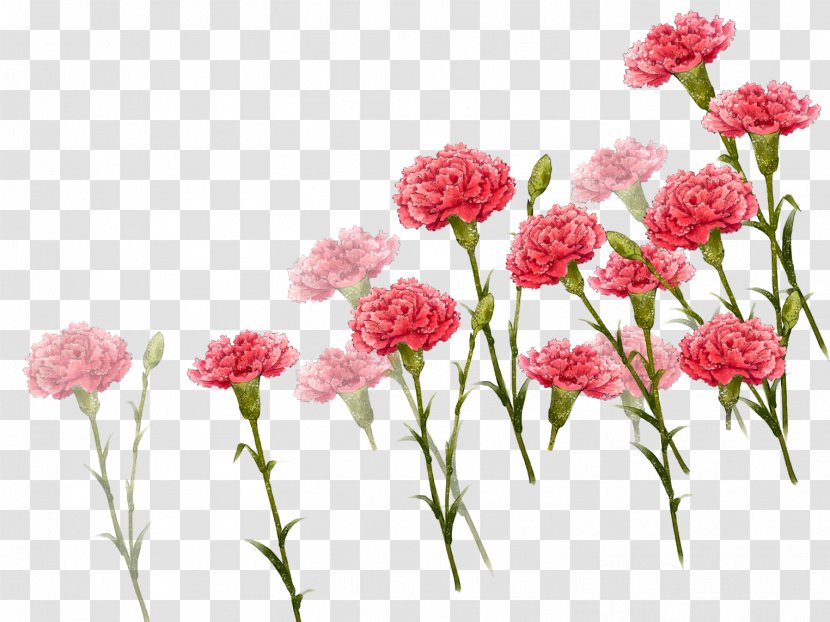 Carnation Image Mother's Day Vector Graphics Portable Network - Shrub - Flower Transparent PNG