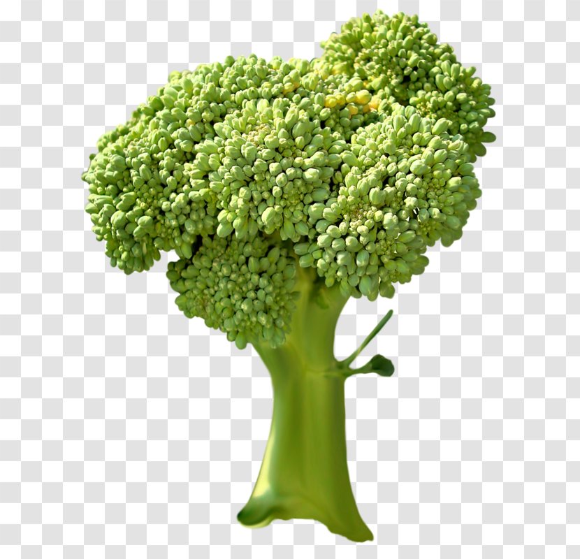 Broccoli Vegetable - Green - Vegetables Transparent PNG