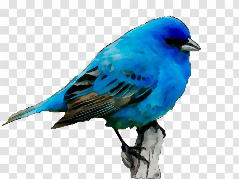 Bluebirds Sparrow Feather Beak - Mountain Bluebird - Blue Transparent PNG