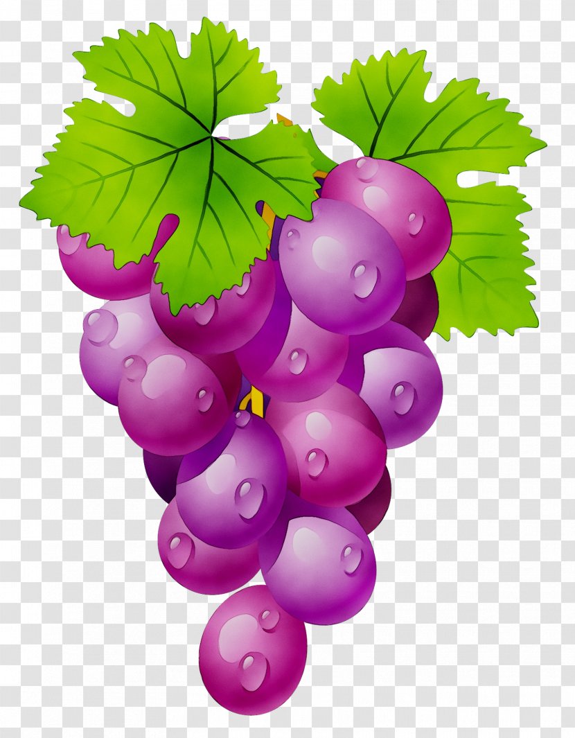 Common Grape Vine Clip Art Wine Sultana - Fruit - Vitis Transparent PNG
