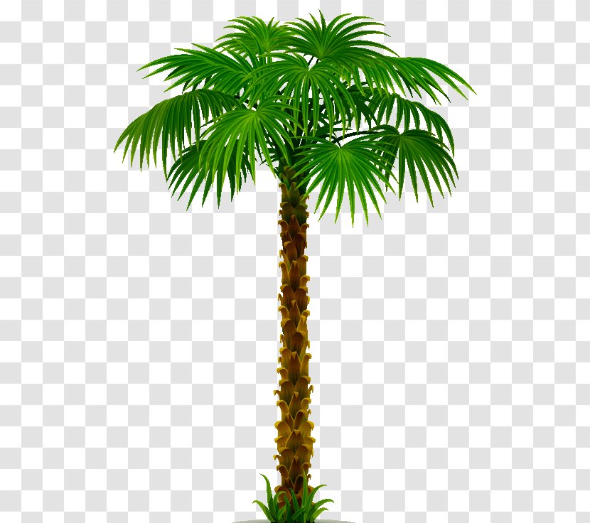 Arecaceae Tree Clip Art - Borassus Flabellifer Transparent PNG