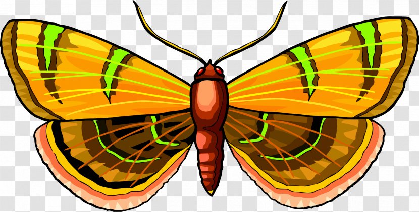 Butterfly Clip Art - Invertebrate - Insect Transparent PNG
