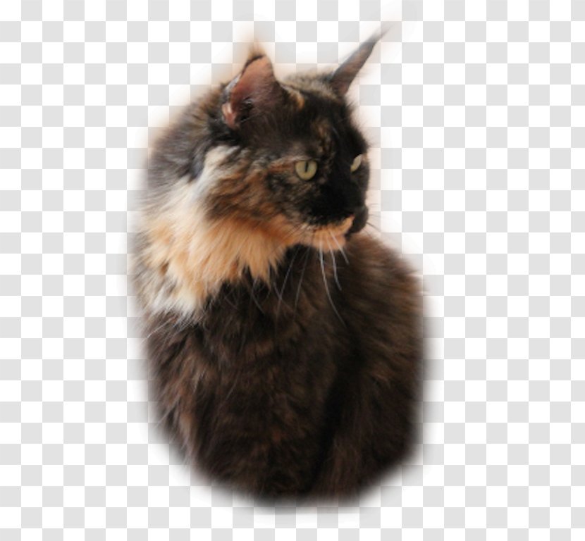 Maine Coon Whiskers Norwegian Forest Cat Asian Semi-longhair Kitten - Like Mammal Transparent PNG