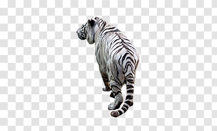 White Tiger Clip Art - Terrestrial Animal Transparent PNG