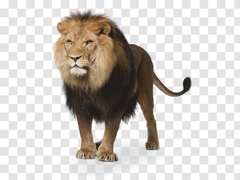 Lion Image Stock Photography - Getty Images - Leones Transparent PNG