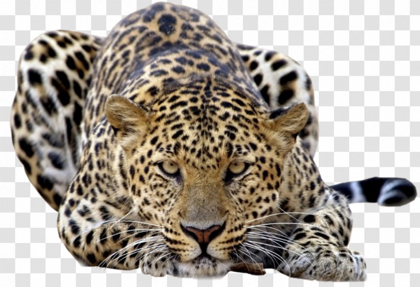 Felidae Amur Leopard Snow Jaguar Tiger - Fur Transparent PNG