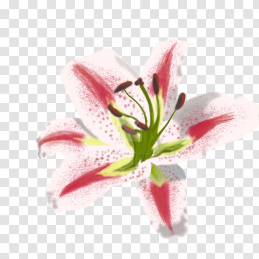 Lilium Painting Art Flower Still Life - Digital - Watercolor Lilies Transparent PNG