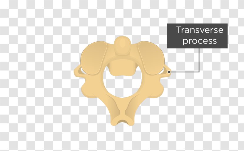 Axis Lumbar Vertebrae Cervical Human Vertebral Column - Anatomy - Flattened Archway Transparent PNG